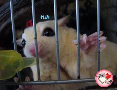 画像1: ★ビタシロップ