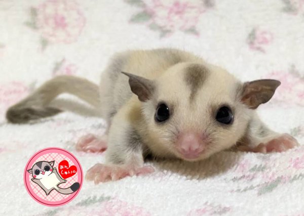 画像1: 250530脱嚢-(15)-4Bプラチナ♀ (1)
