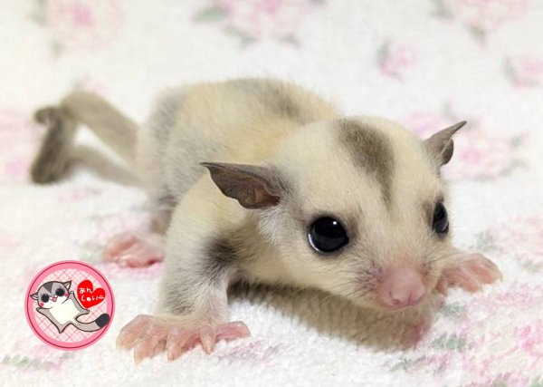 画像1: 250530脱嚢-(15)-4Aプラチナ♀ (1)