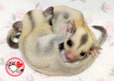 画像2: 250530脱嚢-(15)-4Bプラチナ♀