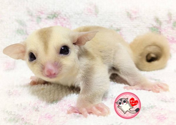 画像1: 250518脱嚢-(16)-5クリミノ♀ (1)