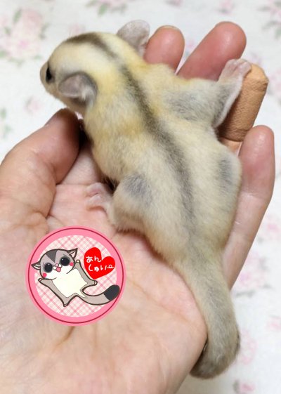 画像1: 250530脱嚢-(15)-4Bプラチナ♀