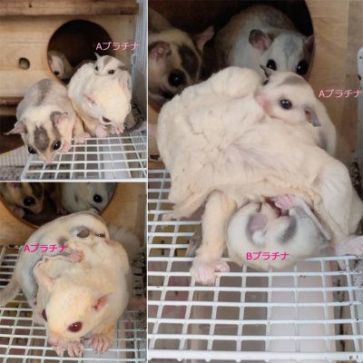 画像3: 250530脱嚢-(15)-4Aプラチナ♀