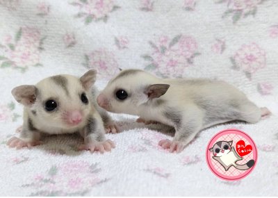 画像2: 250530脱嚢-(15)-4Aプラチナ♀