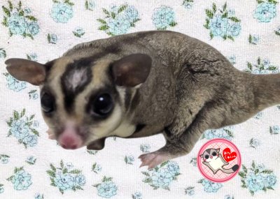 画像1: 250202脱嚢-(4)4Bノーマル♂
