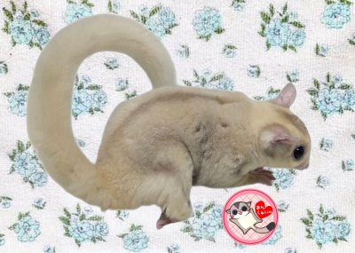 画像1: 250329脱嚢-(17)-1Aモザイク♂
