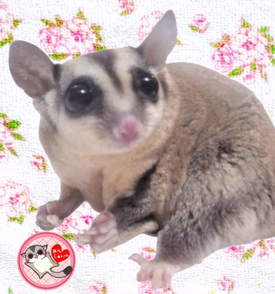 画像2: 241024脱嚢-(9)-4ノーマル♀　　