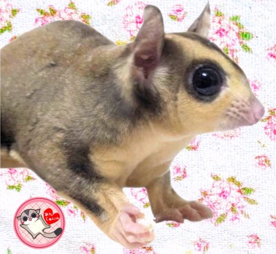 画像1: 241030脱嚢-(4)-3Aモザイク♀　　