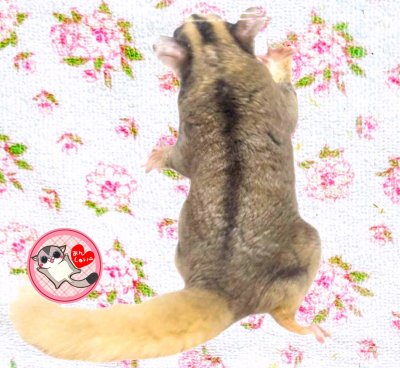 画像2: 241030脱嚢-(4)-3Aモザイク♀　　
