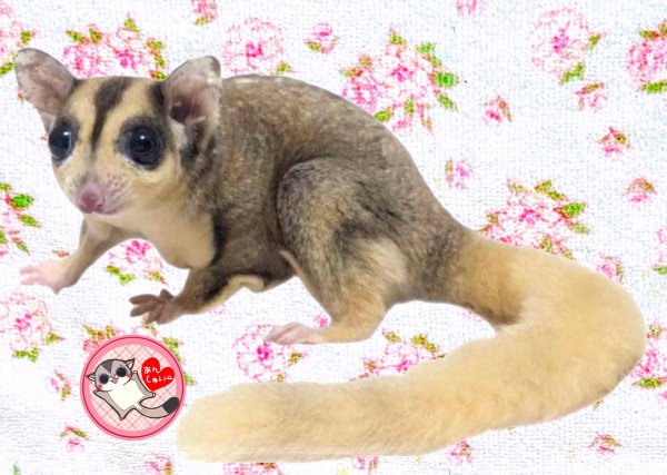 画像1: 241030脱嚢-(4)-3Aモザイク♀　　 (1)