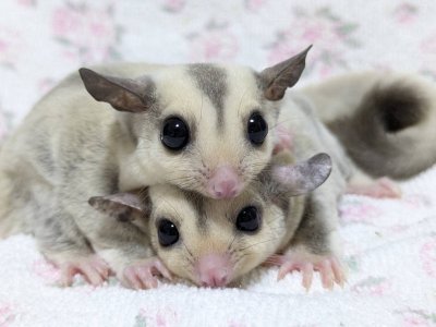 画像3: 250530脱嚢-(15)-4Bプラチナ♀