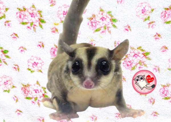 画像1: 241024脱嚢-(9)-4ノーマル♀　　 (1)