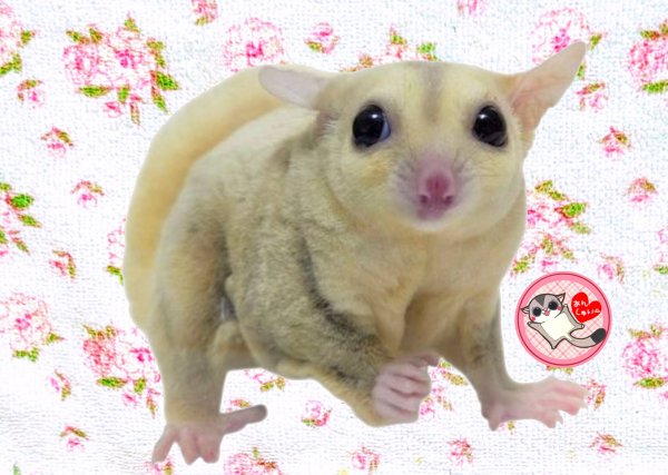 画像1: 250518脱嚢-(16)-5クリミノ♀ (1)